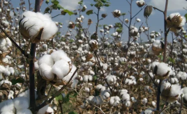Как развивается хлопководство в Казахстане