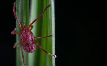 ШҚО-да 800-ге жуық баланы кене шақты