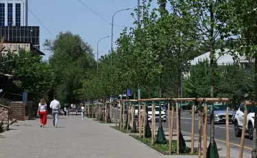 Алматыда үш жыл ішінде миллионнан астам ағаш отырғызылды