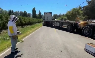 АҚШ-та аударылып қалған жүк көлігінен 250 млн ара ұшып шыққан