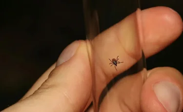 Кене шаққан кезде нені ескерген жөн – дәрігер кеңесі