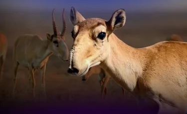 Киіктің санын реттеу: Ақмола облысында диқандар дабыл қақты