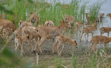 Миграция сайгаков: водителей призывают к осторожности