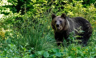 Медведь попал в фотоловушку в Национальном природном парке «Сайрам-Өгем»