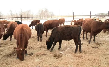 Обналиченные миллионы: в ЗКО раскрыта схема мошенничества с агросубсидиями