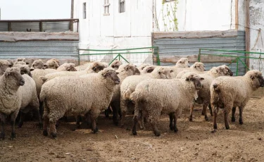 Ақмола облысында ірі мал шаруашылығы жобалары іске асырылуда