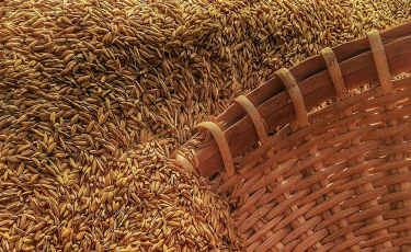 Казахстанское зерно отправлено в Марокко по железной дороге