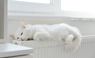 Кота арестовали за нападение на полицейского и сняли отпечатки лап