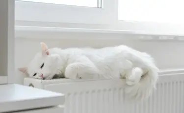 Кота арестовали за нападение на полицейского и сняли отпечатки лап