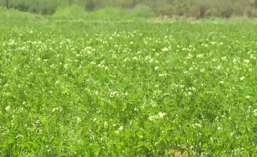 Биыл күріш пен мақта алқаптары қысқарады