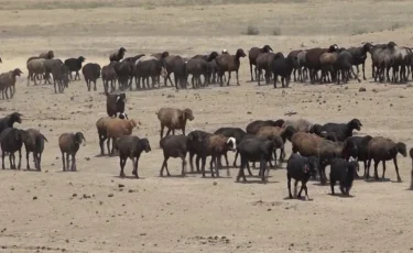 Дефицит пастбищ: чиновников будут привлекать к ответственности за бездействие