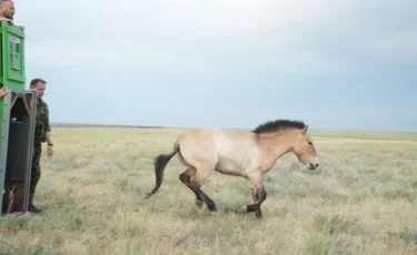 Қазақстанға керқұландардың жаңа тобы келіп жетті