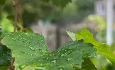 Погода в Казахстане 26 июня: в центре, на юге и западе пройдут дожди