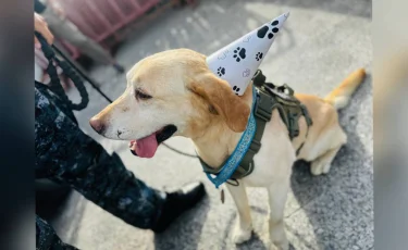 Четвероногий детектив: в Павлодарской области отпраздновали юбилей Блонди