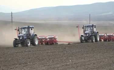 В ВКО в этом году увеличили посевные площади почти на 11 тысяч гектаров