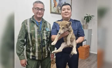 Астанада қасқырдың бөлтірігін сатпақ болған адам ұсталды