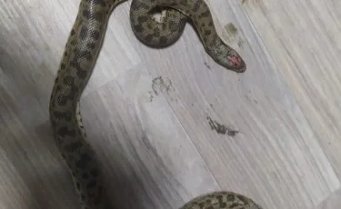 Талдықорғандағы үйлердің бірінде екі басты жылан табылды