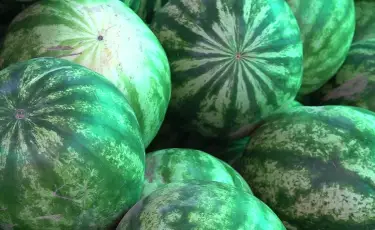 Ерте сатылымға шыққан қарбыз ағзаға зиян ба