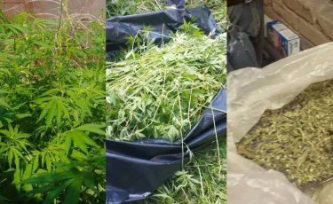 В Акмолинской области изъяли более 900 кустов конопли