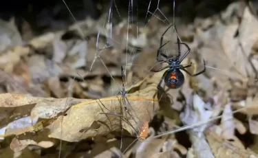 В центре Актау замечен смертельно опасный паук (видео)