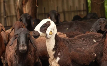Ұлттық санақ: санаулы мал ұстап отырған азаматтар да сауалнамаға қатысады