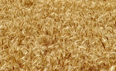 Қазақстан Тәжікстанға астық экспортын ұлғайтады