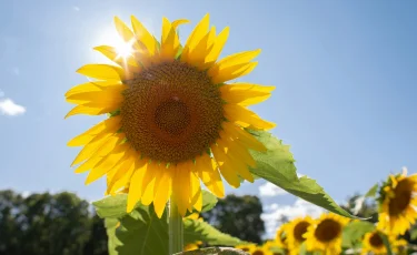 Ыстықтан қалай сақтанған дұрыс