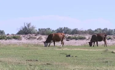Ақмола облысында жоғалып кеткен бақташының денесі табылды