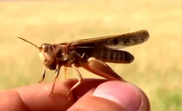 Борьба с саранчой: в регионах страны проводят специальную обработку от насекомых