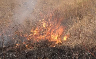 Атырауда қамыс өрті әлі сөндірілмеді