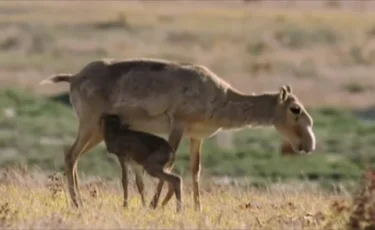 В Казахстане планируют сократить 20% популяции сайгаков