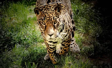 История силы и выживания: как сложилась судьба ягуара Дианы спустя 18 лет