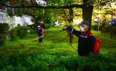 Алматыда жасыл желекке биологиялық өңдеу жұмыстары жүргізіліп жатыр