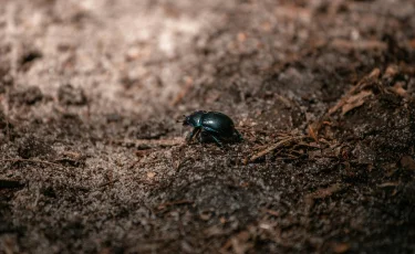Чёрные жуки атаковали Бейнеу — власти приняли меры