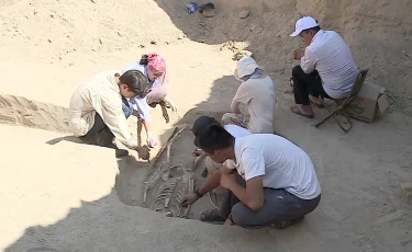 Түркістан облысында ежелгі жауынгердің сүйектері табылды