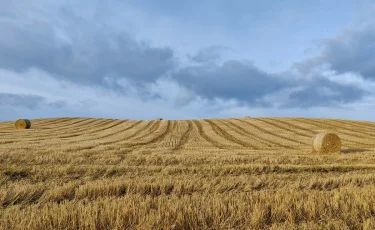Более 1,4 млн га сельхозугодий обработано против саранчовых вредителей в Казахстане