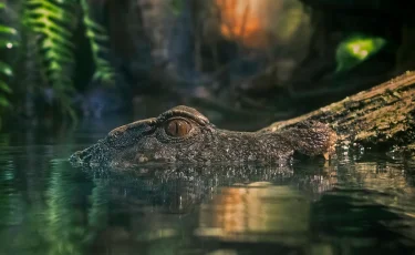 Крокодил растерзал купавшуюся женщину