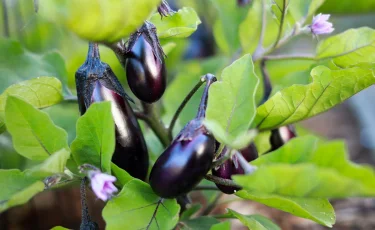 Сколько стоят кабачки и баклажаны в Казахстане