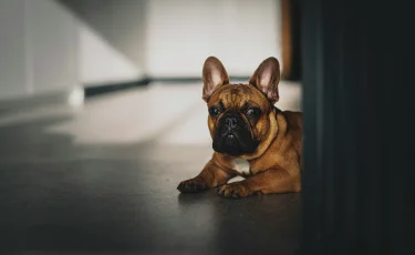 Сенсационное открытие: как на самом деле собака реагирует на крик хозяина