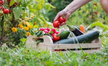 Летний полив огорода: сколько и как часто поливать