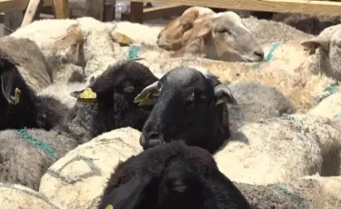 Құрбан айт мейрамы: Алматыда құрбан шалатын орындар белгіленді