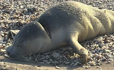 Шокирующая находка у Актау: раненое животное с глубоким порезом на шее