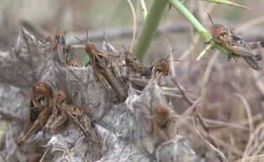 Шегірткемен күрес: Қазақстанда 1,4 млн гектардан астам алқап өңделді