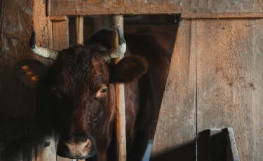 Жамбыл облысында мал азығы ұнын өндіретін зауыт іске қосылады