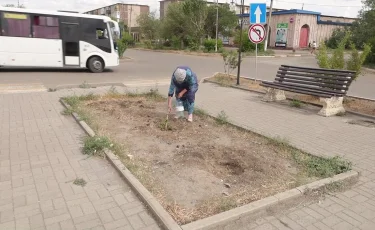 Сәтбаевтың орталық алаңында шыршалар қурап кетті