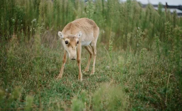 Қазақстан Қытайға 1500 киік тарту етеді