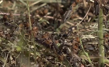 Қостанай облысының оңтүстік аудандарында шегіртке қаптап кетті