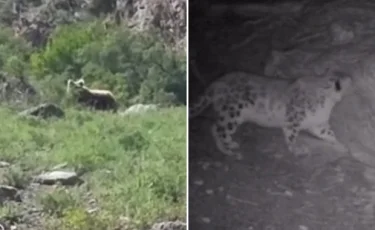 “Көлсай көлдері” ұлттық паркінің аумағынан қар ілбісі мен қоңыр аю көзге түсті