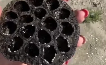 Цветок из Красной книги: находка удивила жительницу Мангистау