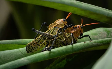 Какие регионы Казахстана в зоне риска из-за нашествия саранчи